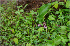 Curcuma decipiens